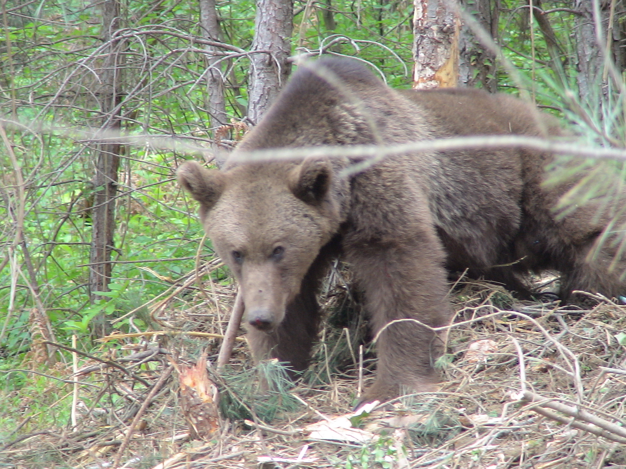 Bozayı (Ursus arctos) Şenpazar.JPG