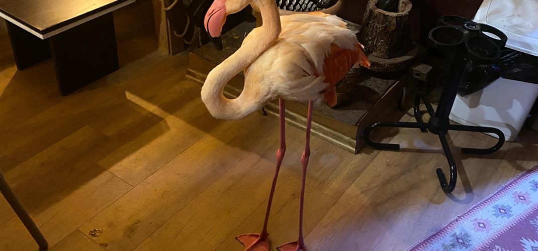 Bartın’da Soğuk Hava Koşulları Nedeniyle Yorgun Düşen Flamingo Tedavi Altına Alındı…