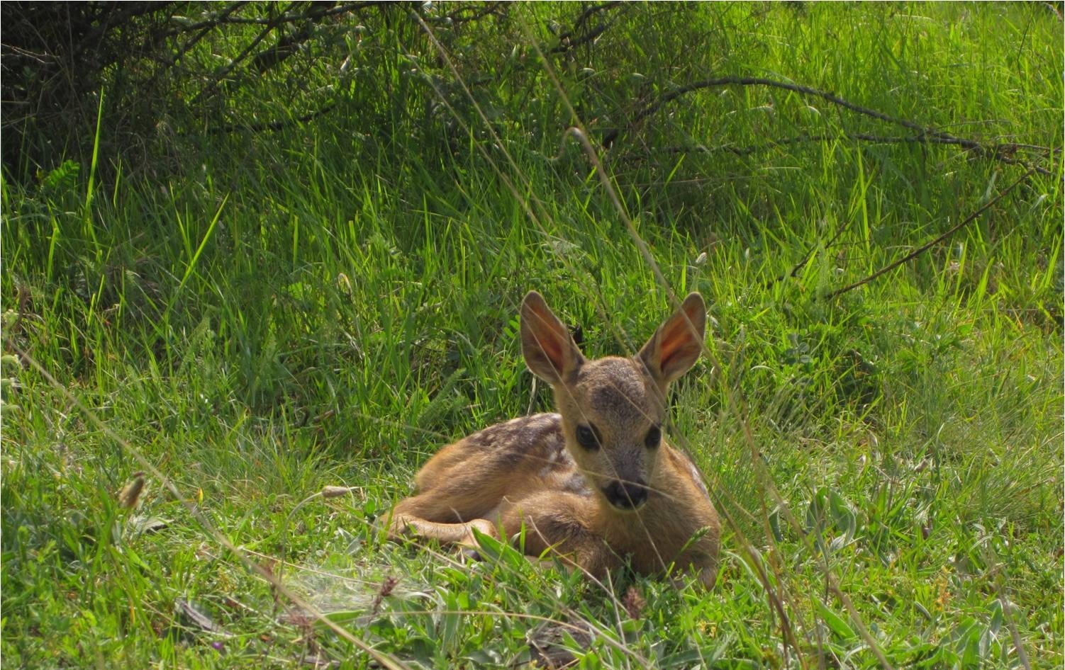Karaca (Capreolus capreolus).jpg
