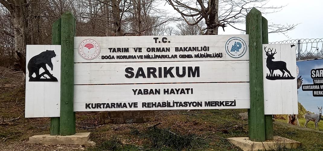 Sinop Sarıkum Yaban Hayatı Kurtarma ve Rehabilitasyon Merkezi Yaralı, Yardıma Muhtaç Yaban Hayvanlarına Deva Oluyor…