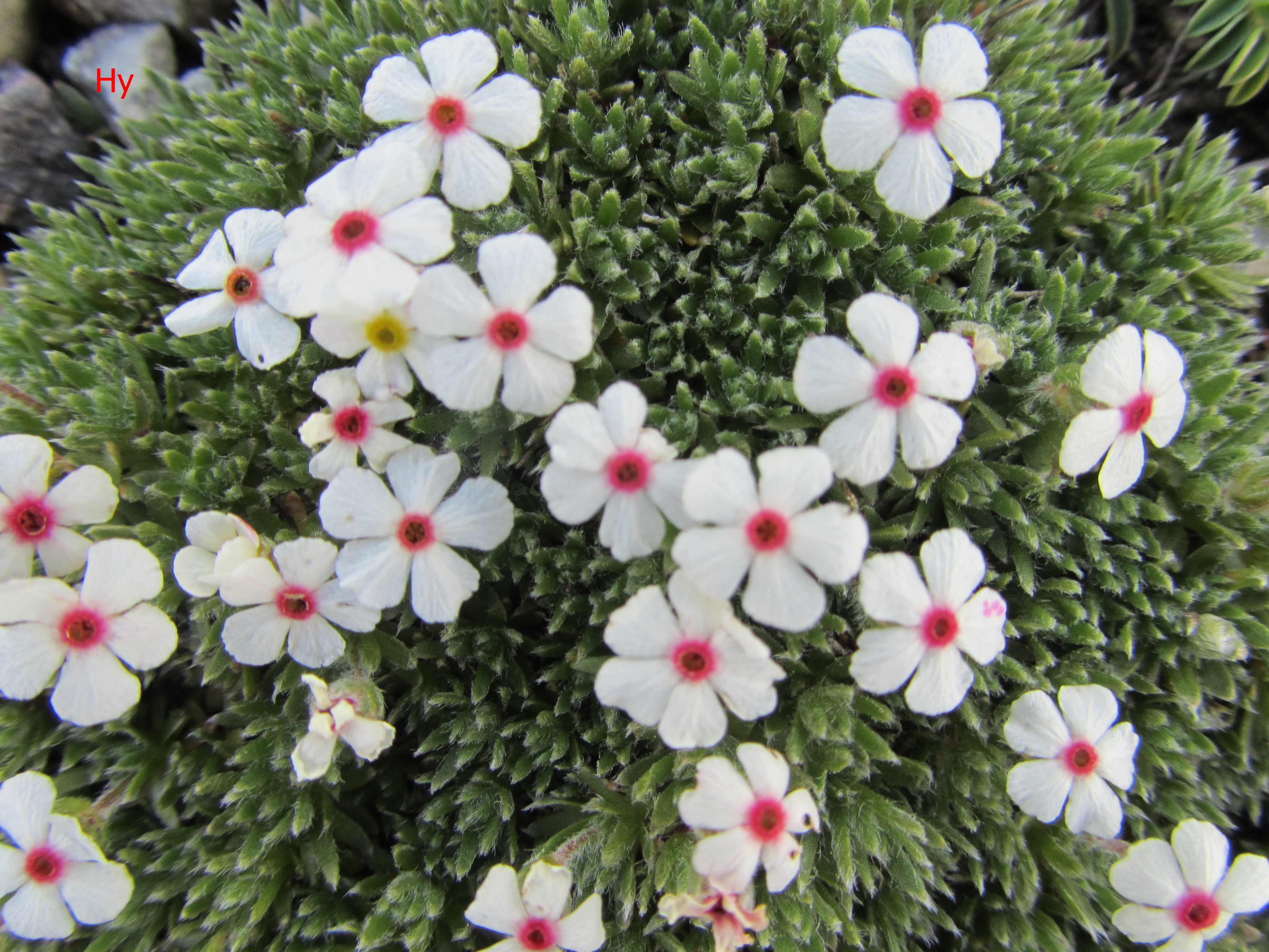 androsace villosa(Primulaceae).JPG